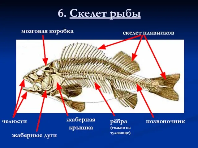 6. Скелет рыбы скелет плавников мозговая коробка жаберная крышка рёбра (только
