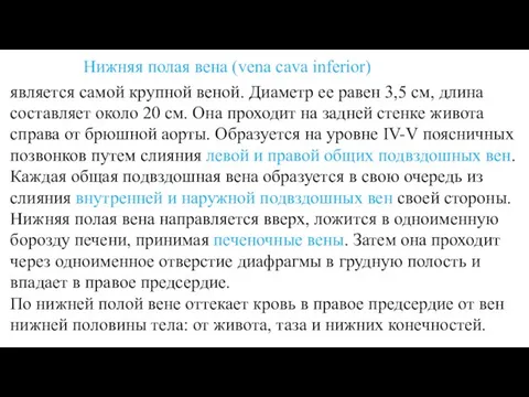 Нижняя полая вена (vena cava inferior) является самой крупной веной. Диаметр