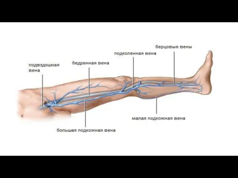 Вены нижней конечности