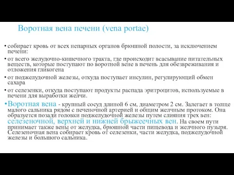 Воротная вена печени (vena portae) собирает кровь от всех непарных органов