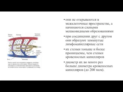 они не открываются в межклеточные пространства, а начинаются слепыми мешковидными образованиями