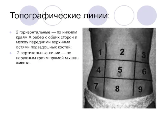 Топографические линии: 2 горизонтальные — по нижним краям X ребер с