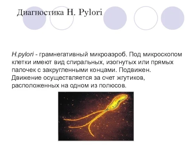 H.pylori - грамнегативный микроаэроб. Под микроскопом клетки имеют вид спиральных, изогнутых