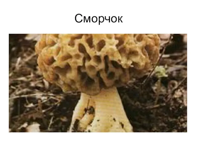 Сморчок