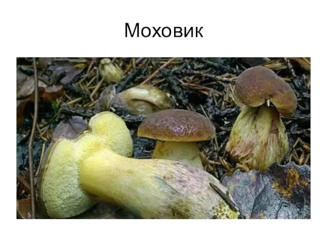 Моховик