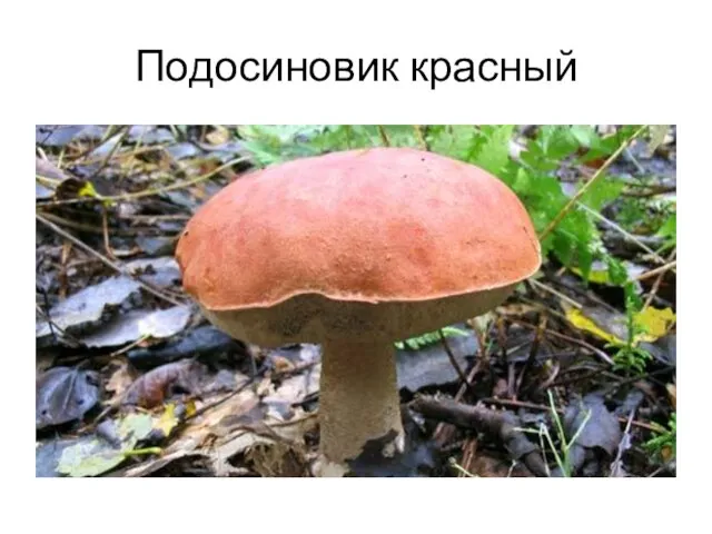 Подосиновик красный