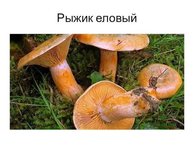 Рыжик еловый