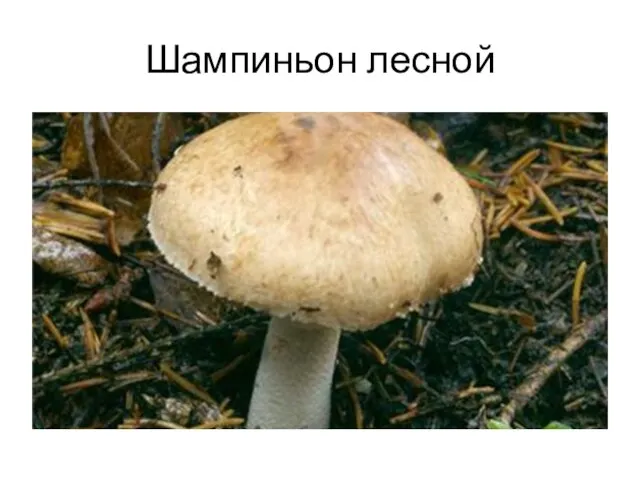 Шампиньон лесной