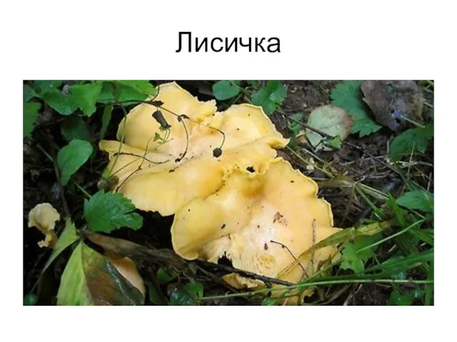 Лисичка