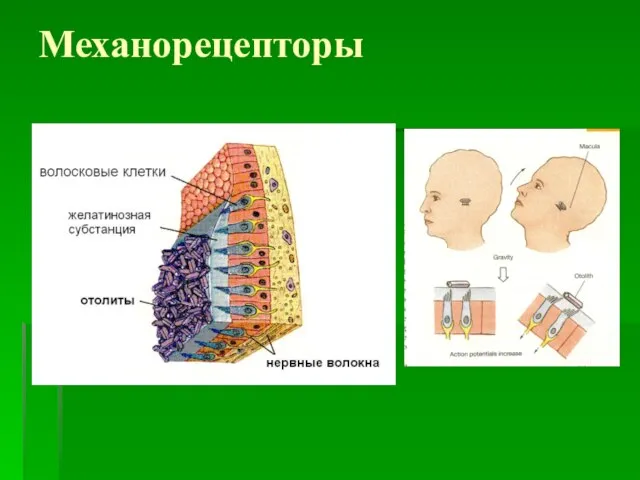 Механорецепторы