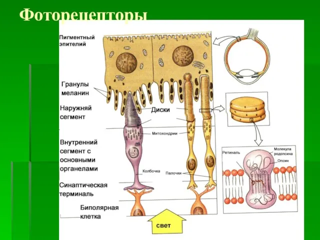 Фоторецепторы