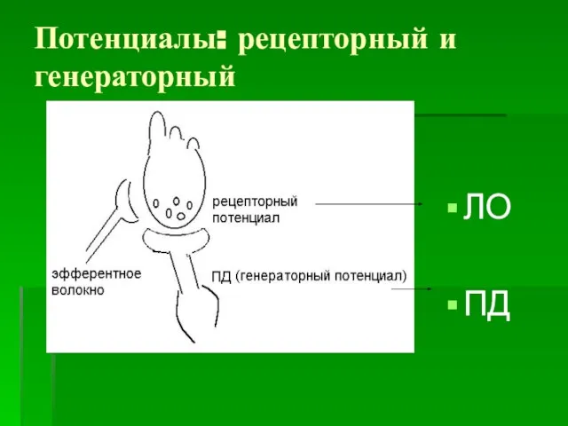 Потенциалы: рецепторный и генераторный ЛО ПД