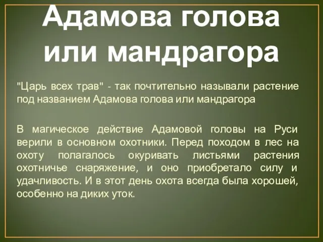 Адамова голова или мандрагора "Царь всех трав" - так почтительно называли