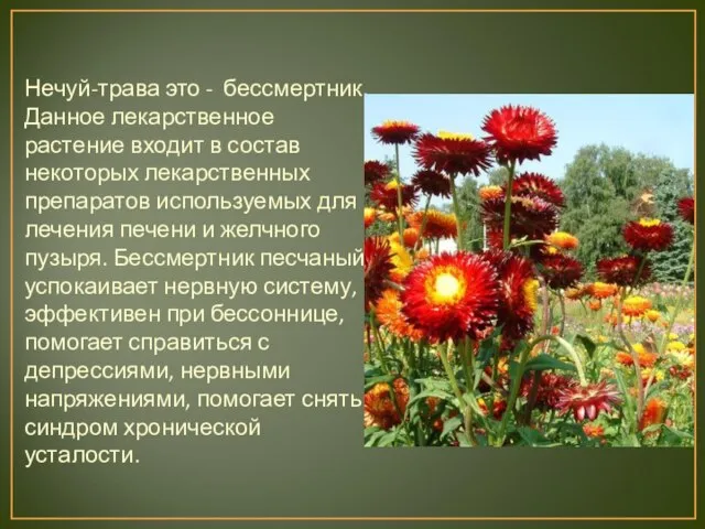 Нечуй-трава это - бессмертник. Данное лекарственное растение входит в состав некоторых