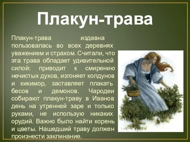 Плакун-трава Плакун-трава издавна пользовалась во всех деревнях уважением и страхом. Считали,