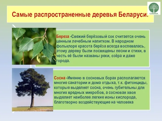Самые распространенные деревья Беларуси: