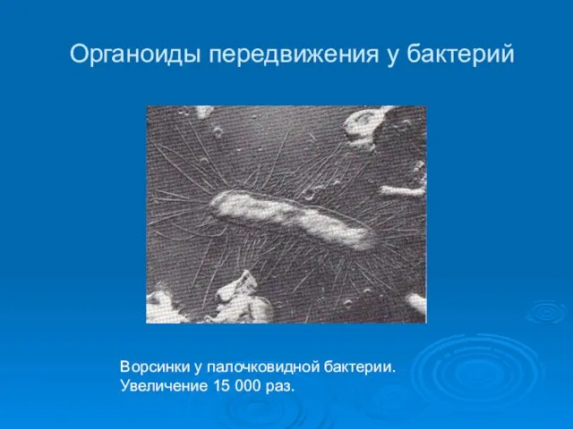 Органоиды передвижения у бактерий Ворсинки у палочковидной бактерии. Увеличение 15 000 раз.