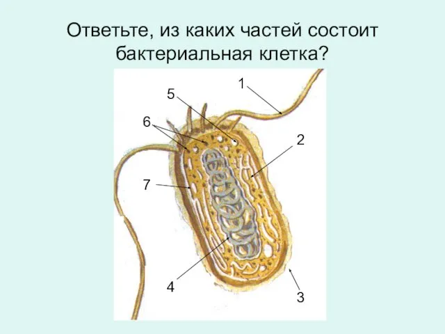 Ответьте, из каких частей состоит бактериальная клетка? 1 2 3 4 5 6 7