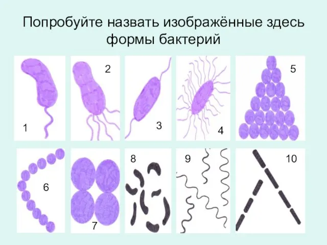 Попробуйте назвать изображённые здесь формы бактерий 1 2 3 4 5 10 9 8 7 6