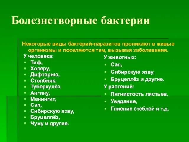 Болезнетворные бактерии У человека: Тиф, Холеру, Дифтерию, Столбняк, Туберкулёз, Ангину, Менингит,