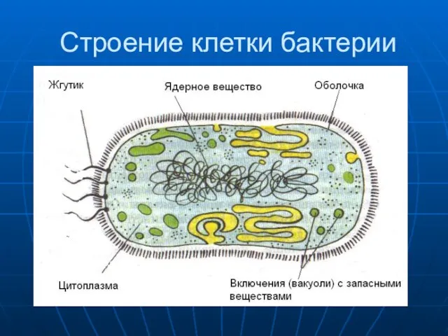 Строение клетки бактерии