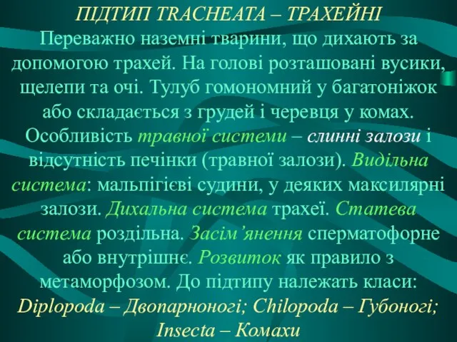 ПІДТИП TRACHEATA – ТРАХЕЙНІ Переважно наземні тварини, що дихають за допомогою