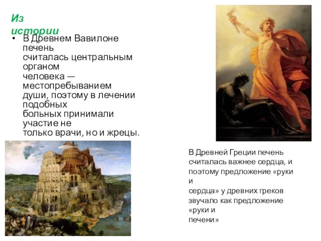 В Древнем Вавилоне печень считалась центральным органом человека — местопребыванием души,