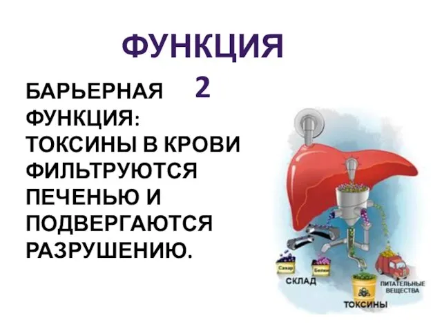 БАРЬЕРНАЯ ФУНКЦИЯ: ТОКСИНЫ В КРОВИ ФИЛЬТРУЮТСЯ ПЕЧЕНЬЮ И ПОДВЕРГАЮТСЯ РАЗРУШЕНИЮ. ФУНКЦИЯ 2