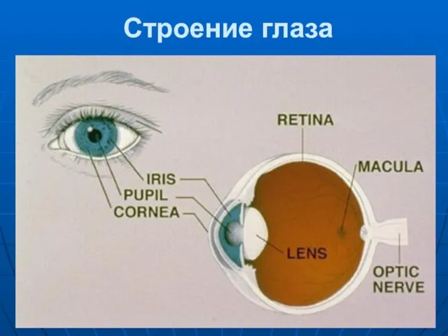 Строение глаза