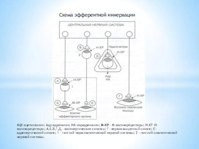 Схема эфферентной иннервации АЦХ-ацетилхолин; Адр-адреналин; НА-норадреналин; М-ХР - М-холинорецепторы; Н-ХР –Н-холинорецепторы;