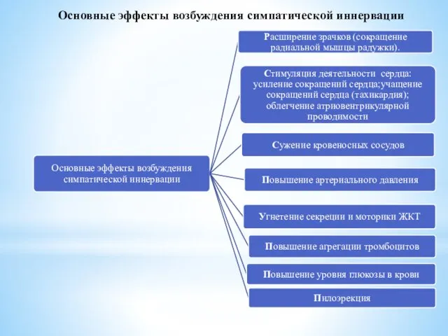 Основные эффекты возбуждения симпатической иннервации