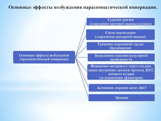 Основные эффекты возбуждения парасимпатической иннервации.