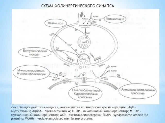 СХЕМА ХОЛИНЕРГИЧЕСКОГО СИНАПСА Локализация действия веществ, влияющих на холинергическую иннервацию. АцХ