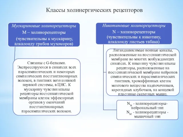 Классы холинергических рецепторов