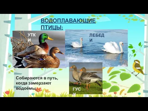 ВОДОПЛАВАЮЩИЕ ПТИЦЫ: УТКИ ЛЕБЕДИ ГУСИ Собираются в путь, когда замерзают водоёмы.