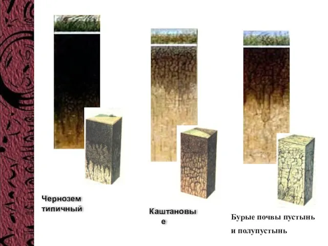 Чернозем типичный Каштановые Бурые почвы пустынь и полупустынь