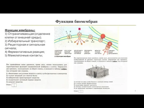 Функции биомембран Функции мембраны: 1) Отграничивающая (отделение клетки от внешней среды);