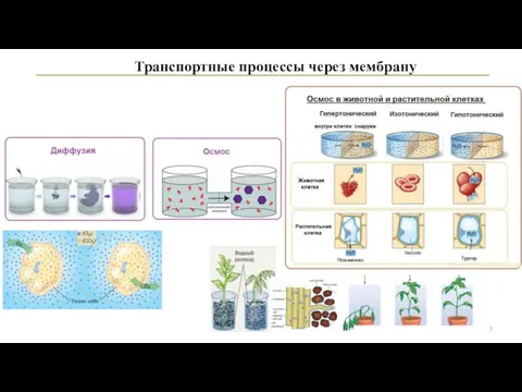 Транспортные процессы через мембрану