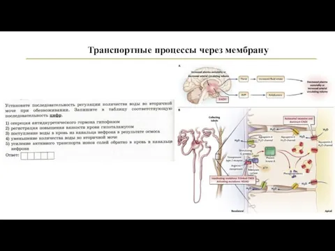 Транспортные процессы через мембрану