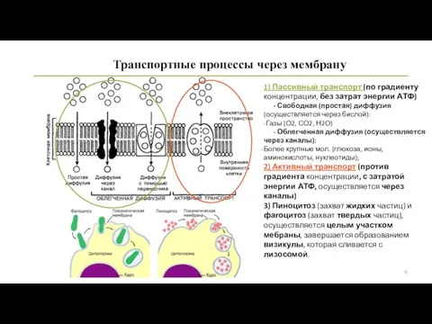 Транспортные процессы через мембрану 1) Пассивный транспорт (по градиенту концентрации, без