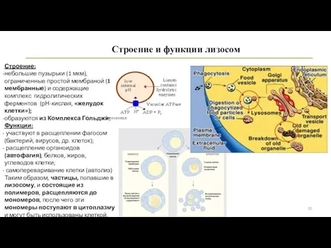 Строение и функции лизосом Строение: небольшие пузырьки (1 мкм), ограниченные простой