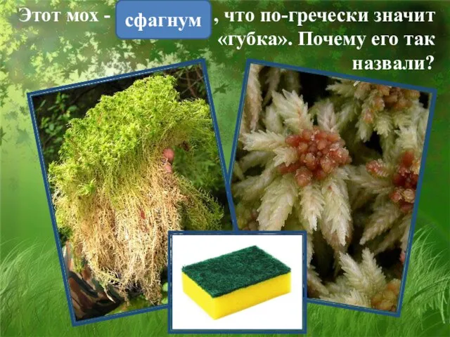 сфагнум Этот мох - , что по-гречески значит «губка». Почему его так назвали?