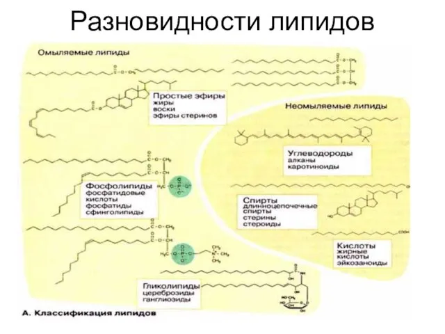 Разновидности липидов