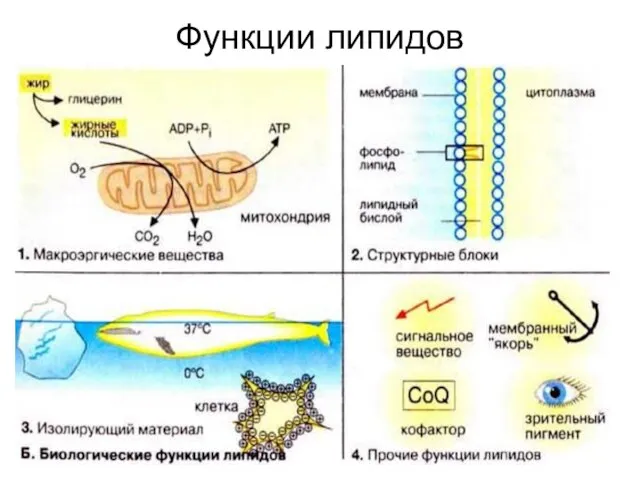 Функции липидов