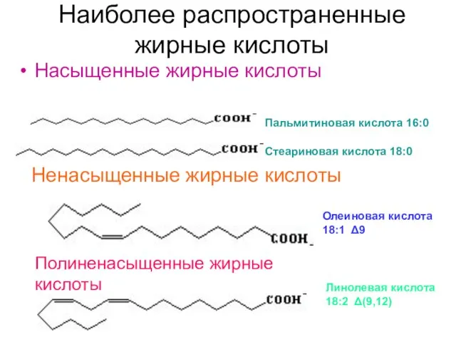 Наиболее распространенные жирные кислоты Насыщенные жирные кислоты Пальмитиновая кислота 16:0 жирные