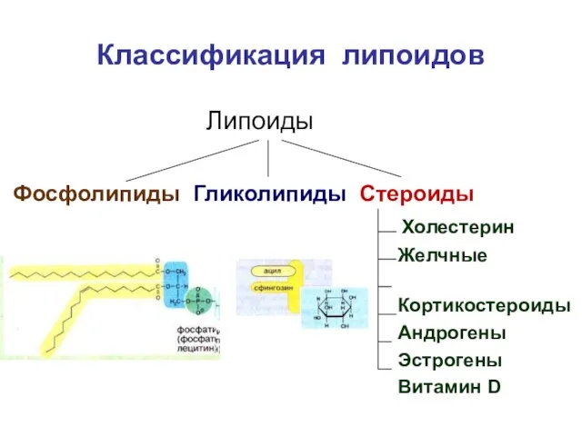 Классификация липоидов Липоиды Фосфолипиды Гликолипиды Стероиды Холестерин Желчные кислоты Кортикостероиды Андрогены Эстрогены Витамин D