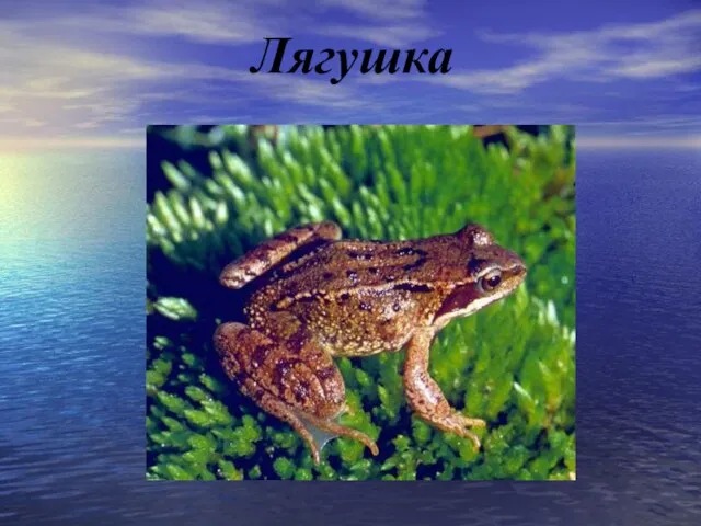 Лягушка