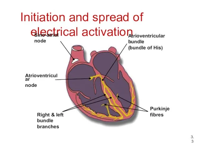 Initiation and spread of electrical activation Sino-atrial node Purkinje fibres Right