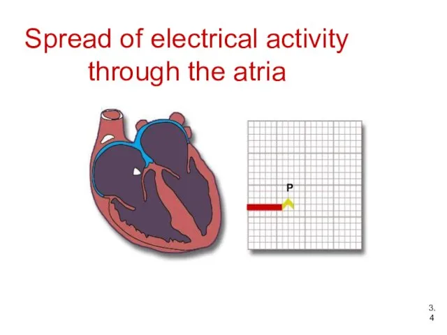 Spread of electrical activity through the atria P 3.4