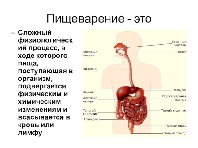 Пищеварение - это Сложный физиологический процесс, в ходе которого пища, поступающая